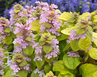 Ajuga Feathered Friends "FLASHY FLAMINGO"  Plant in 4" pot Perennial Groundcover