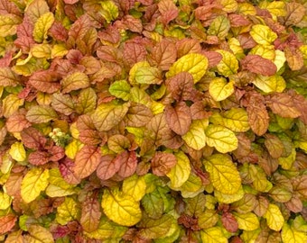 Ajuga Feathered Friends "PLEASANT PHEASANT"  Plant in 3 1/2" pot Perennial Groundcover