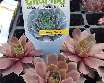 Chick Charms " BERRY BLUES " Sempervivum Live Succulent Plant Perennial Liner