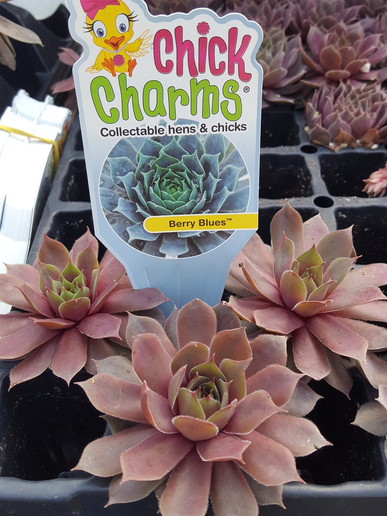 Chick Charms BERRY BLUES Sempervivum Live Succulent Plant Perennial
