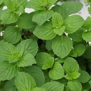 May include: A cluster of vibrant green mint leaves with serrated edges and prominent veins. The foliage is dense and layered, showcasing various shades of bright and deep green. Each leaf has a distinct oval shape with a pointed tip and a textured surface.