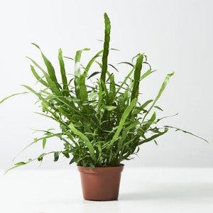 Hort Couture Homalocladium Ribbons & Curls ’ Ornamental | Etsy