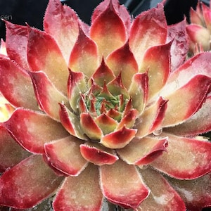 Chick Charms " BUTTERSCOTCH BABY " Sempervivum Live Succulent Plant Perennial Liner