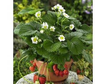 Strawberry " BELTRAN " Live Plant in 3 1/2" pot