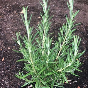 May include: A rosemary plant with multiple upright, woody stems and narrow, needle-like green leaves. The plant features a dense, branching structure with light green foliage that grows vertically from the base, showing a fresh, aromatic herb.