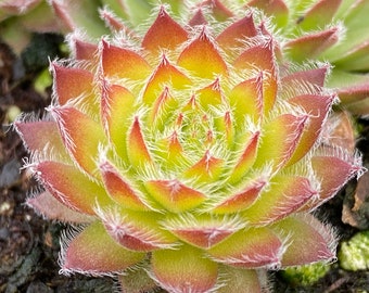 New! Chick Charms " GOLD DUST " Sempervivum Live Succulent Plant Perennial Liner