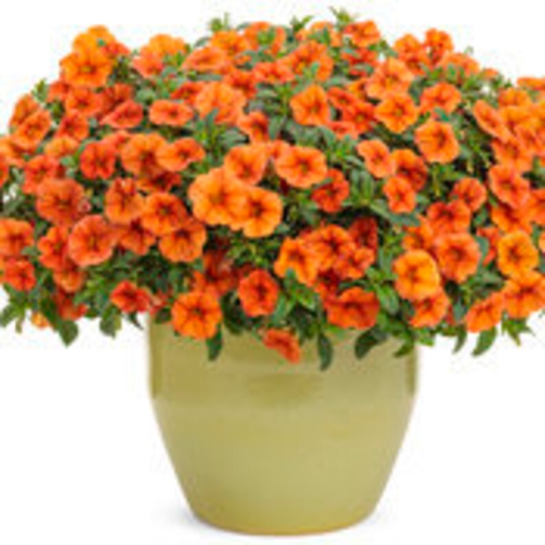 Proven Winners Calibrachoa Superbells Dreamsicle in 4.25 Grande Pot image 2