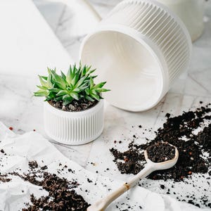 Może przedstawiać: Biała ceramiczna doniczka z sukulentem w środku, biała ceramiczna łyżka z ciemnobrązową ziemią i biała ceramiczna doniczka z żebrowanym wzorem.