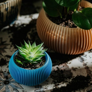 Può includere: Due piante in vaso, una con foglie verdi in un vaso marrone con nervature verticali e l'altra con foglie verdi di succulente in un vaso blu con nervature verticali.