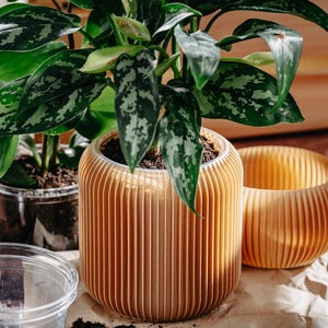 Pode incluir: Uma planta de interior verde e branca com folhas variegadas em um vaso marrom com nervuras. Há um pequeno monte de terra marrom escura e uma colher de madeira sobre uma superfície de papel marrom.