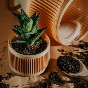 Może przedstawiać: Mała zielona roślina sukulentowa w brązowej, żebrowanej doniczce. Roślina jest otoczona luźną brązową ziemią. Po prawej stronie doniczki znajduje się drewniana łyżka z ziemią.