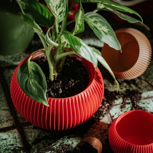 Może przedstawiać: Zielona, liściasta roślina w czerwonej, żebrowanej doniczce ceramicznej. Doniczka stoi na powierzchni wyłożonej płytkami, wokół niej rozrzucona jest ciemnobrązowa ziemia. Obok większej doniczki stoi mniejsza, czerwona, żebrowana doniczka ceramiczna.