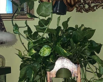 Plant Hanger and Stand Dark Brown