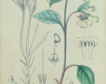 Vintage Scarce Botanical Lithograph Print by Lilian Snelling