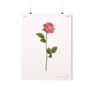 June Birth Month Flower Print, Rose Art Print, Boho Flower Art, Birth Flower, Rose Birth Month Flower