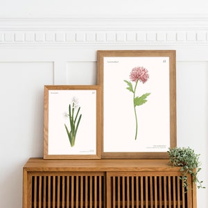 November Birth Month Flower Print, Chrysanthemum Art Print, Boho Flower Art, Birth Flower, Chrysanthemum Birth Month Flower