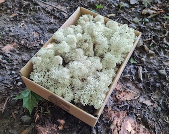 Musgo natural conservado, liquen de reno, decoración de pared verde, decoración floristería, decoración de deshierbe