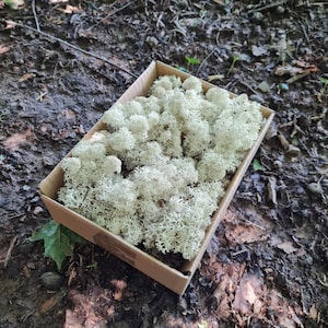 Op de afbeelding: Een kartonnen doos gevuld met wit rendiermos, een soort lichen dat wordt gebruikt in ambachten en decoratie.