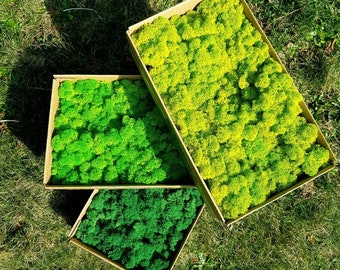 Musgo insular Musgo rentero Musgo de renos Musgo natural Colores conservados Descomposiciones