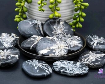 Chrysanthemum Stone Palm Stone