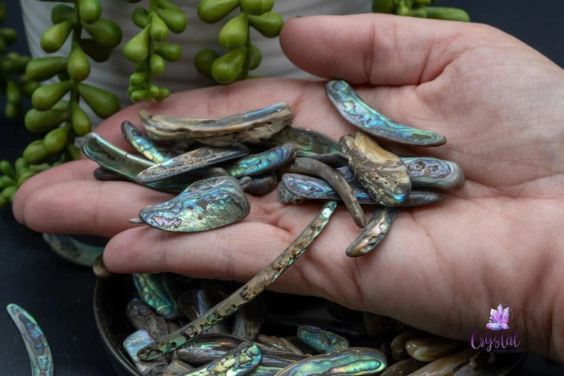 Abalone Shell Rim Paua / Abalone Shell From New Zealand - Rims - Etsy