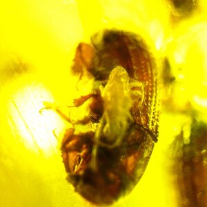 Excellent size 1.1 inch for a Pendant, 50mio years old bugs insects Amber Fossil, free drilling