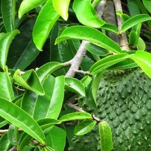 Soursop/graviola dried leaves tea-50gr 1.76oz image 3