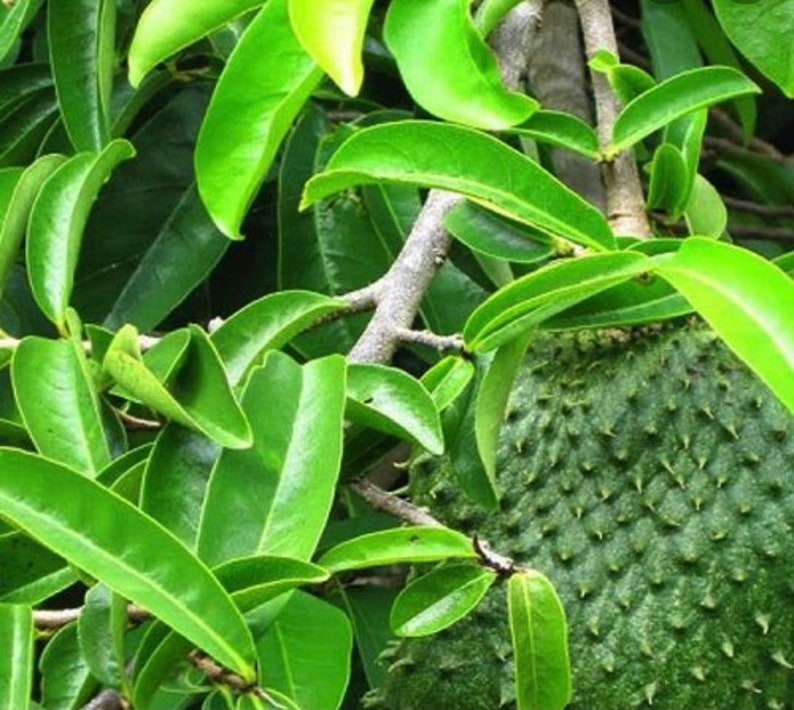 Soursop/graviola dried leaves tea-50gr 1.76oz image 3