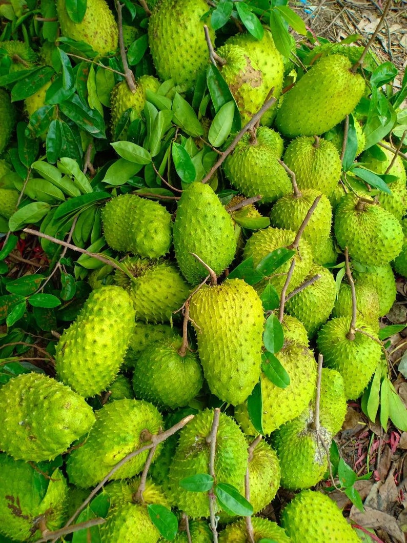 Soursop Graviola Guanabana Dried Fruit Strips 85 Gram Pack Etsy