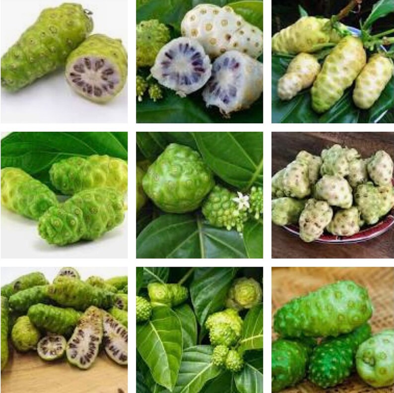 Noni Dried Fruit Tea 85gr 100 Natural Caffeine Free Etsy