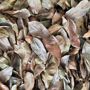Soursop/graviola dried leaves tea-50gr 1.76oz image 5