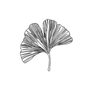 May include: A black and white line drawing of a ginkgo leaf.