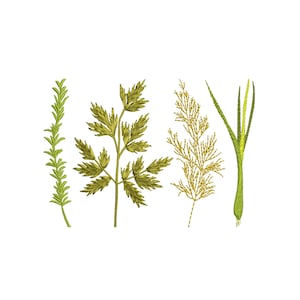 4 Individual Files "Herbs: Rosemary, Parsley, Dill, Lemongrass" Machine Embroidery Design