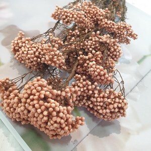 May include: A bunch of dried, pale peach-coloured flowers with small, round buds. The stems are thin and brown, and the flowers are clustered together. The arrangement is set against a light background.