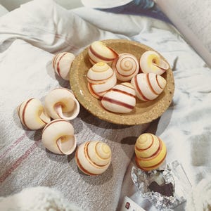 Natural Land Snail Shells