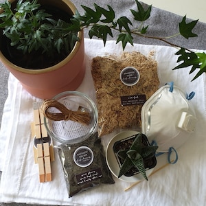 DIY Kokedama Kit | Complete with Soil & Plant