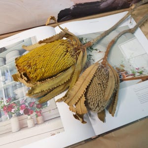 May include: Two dried Banksia flower heads with long stems, one yellow and one brown, rest on an open book. The yellow Banksia has a textured, cone-like centre and serrated leaves. The book's pages display a floral arrangement.
