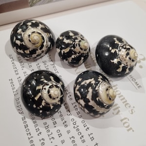 May include: Five polished sea shells with a glossy finish, featuring a distinct black and white mottled pattern. Each shell has a spiral top with a cream-coloured centre, arranged in a cluster. The shells exhibit a smooth, rounded shape.