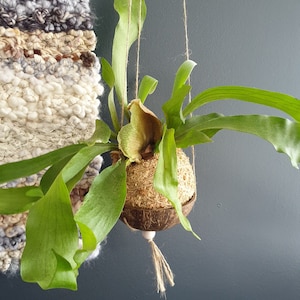 May include: A green staghorn fern plant in a coconut shell hanging planter with a brown rope. The planter is hanging from a wooden dowel rod against a dark grey wall.