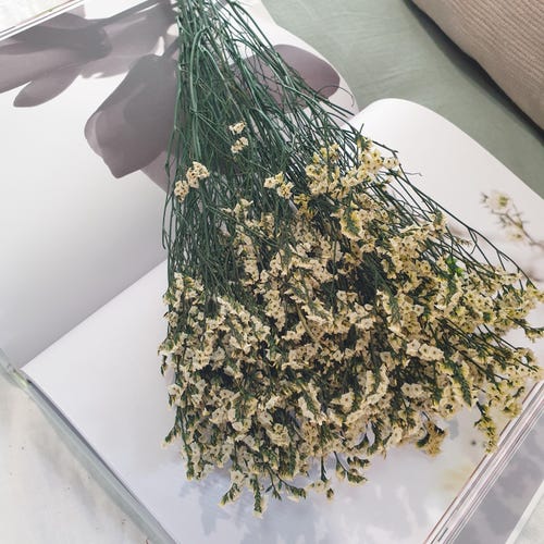 Dried Statice Bunches | Creamy White