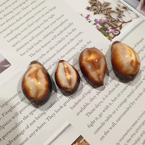 May include: Four polished cowrie shells arranged in a row, each featuring a smooth, glossy surface with a gradient of deep brown and cream-coloured markings. The shells are oval-shaped with a distinct central slit running along the length of each.