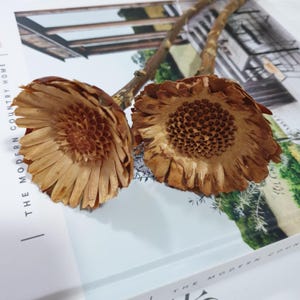 Dried Quasi Sunflower | Natural