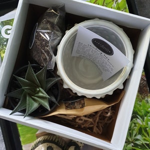 Succulent & Planter Gift Box