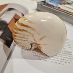 May include: A polished nautilus shell featuring a smooth, cream-coloured surface with distinct, radiating brown tiger-stripe patterns. The spiral shell exhibits a glossy finish, showcasing its natural curved geometry and intricate, organic markings.