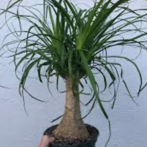 Beaucarnea recurvata, Ponytails palm