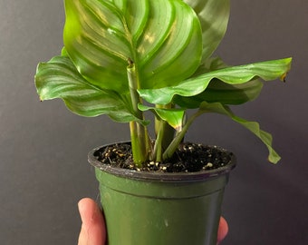 Calathea Orbifolia