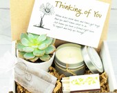 CARE PACKAGE. Thinking of you. Healing Vibes. Gift Box. Succulent Gift Box. Live Succulent. Succulent and Candle. Succulent Care Package.