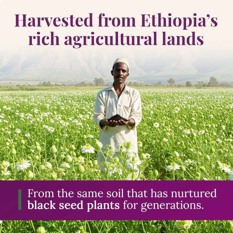 BioNatal Ethiopian Black Seed Oil – Cold Pressed Nigella Sativa Oil, Non-Filtered, 4.64% TQ, Immune Support – 4.2 Oz Free Shipping image 7