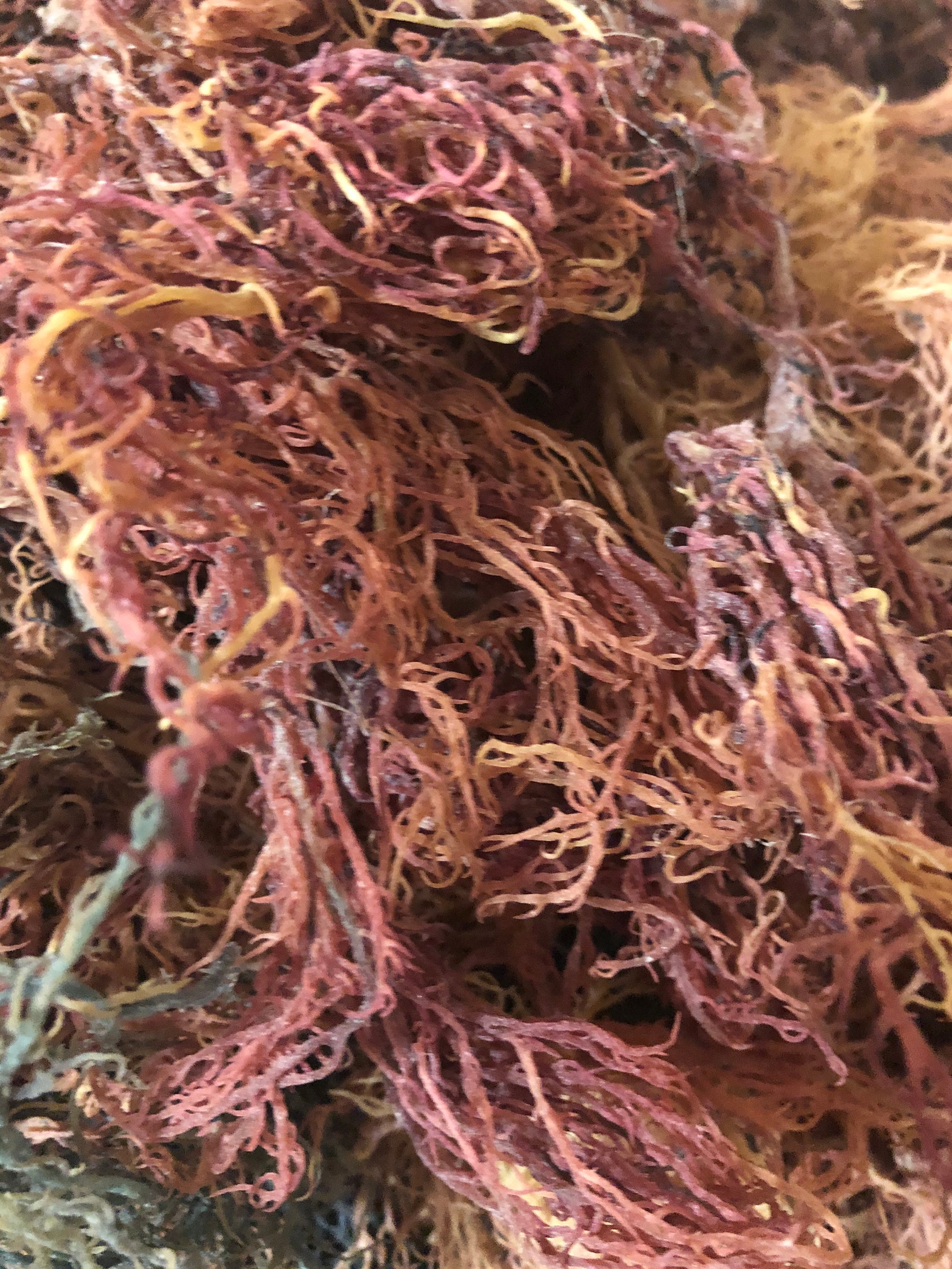 1 100 lbs Bulk St Lucian Irish Sea Moss Full spectrum