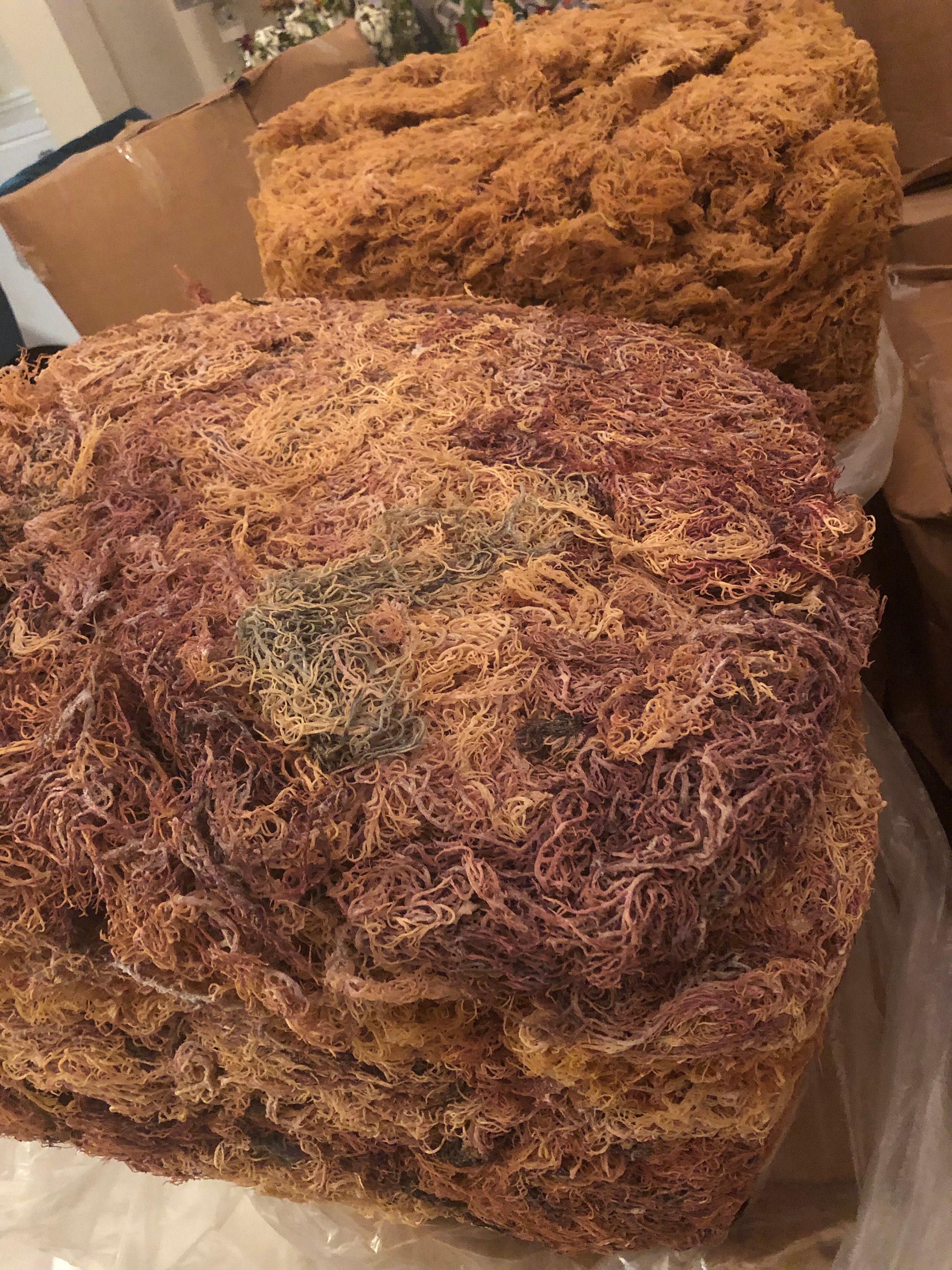 Start your own sea moss business st Lucian sea moss Etsy